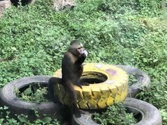 -西安秦岭野生动物园