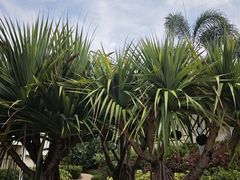 -三亚亚特兰蒂斯度假区