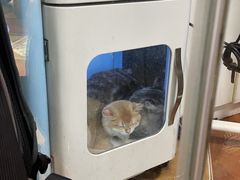 -糯米喵星人总部直营旗舰店·猫舍·幼猫出售