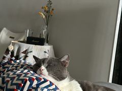 -瑞派康怡24h宠物医院·犬猫医疗中心·微创绝育(瑞景分院)