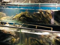 -老板恋上鱼(恒隆广场店)