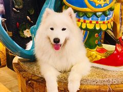 -more than meow吴止猫主题餐厅(承德 中船汇店)