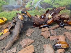 -上海大自然野生昆虫馆