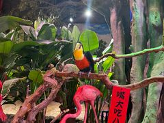 -正佳雨林生态植物园