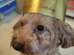 -麦雪尔甜品·生日蛋糕(新街口旗舰店)