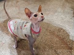 -more than meow吴止猫主题餐厅(承德 中船汇店)