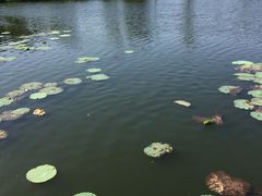 -新江湾城公园