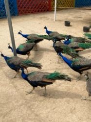 -萌宠亲子动物乐园(槐房万达店)