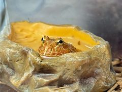 -帕帕拉兹宠物(亚洲旗舰店)