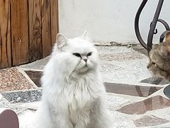 -喵屿·大理花园猫咖