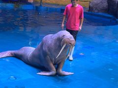 -烟台海昌鲸鲨海洋公园