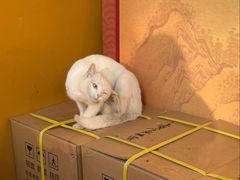 -龙华素斋(龙华路店)