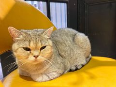 -猫色咖啡·猫咖