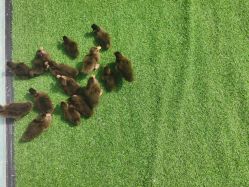 -萌宠亲子动物乐园(槐房万达店)