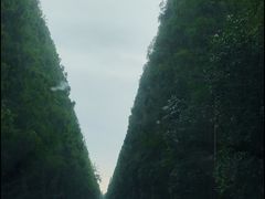 -黄海国家森林公园