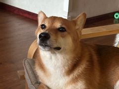 -帕帕拉兹宠物(亚洲旗舰店)