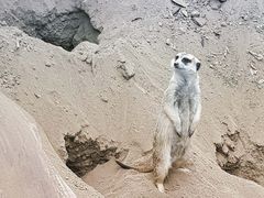 -圣地亚哥动物园