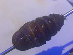 -很久以前羊肉串(打浦路店)