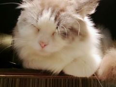 -more than meow吴止猫主题餐厅(承德 中船汇店)