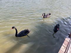 -五缘湾湿地公园