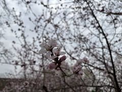 -桃花堤公园