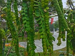 -云溪植物园