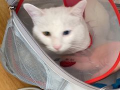 -美联众合动物医院·24h京西诊疗中心
