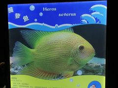 -重庆欢乐海底世界