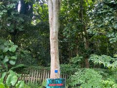-中国科学院西双版纳热带植物园