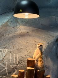 -Zoolung Zoolung动物主题公园(海信广场店)