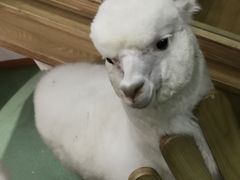 -藦茜花园宠物主题亲子互动体验馆(国顺东路店)