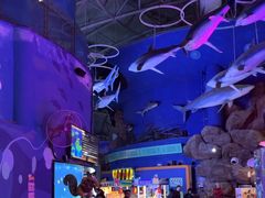 -烟台海昌鲸鲨海洋公园