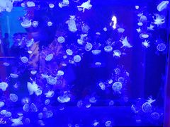 -烟台海昌鲸鲨海洋公园