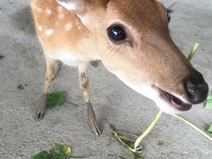 -鹿境梅花鹿生态园区