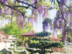 -嘉定紫藤园