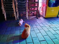 -枫花园汽车电影院(朝阳公园店)