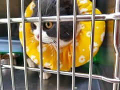 -艾贝尔宠物诊疗