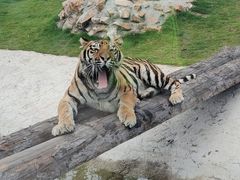 -西霞口神雕山野生动物世界