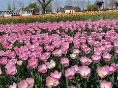 -荷兰花海