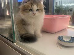 -babydoll猫舍·米努特·德文·缅因(久光中心店)