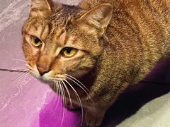 -叁 Three· bistro餐酒馆