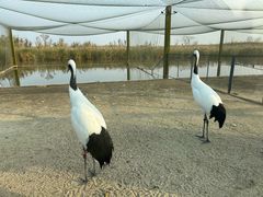 -盐城丹顶鹤湿地生态旅游区