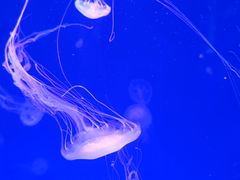 -海合安青岛极地海洋公园