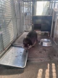 -萌宠亲子动物乐园(槐房万达店)