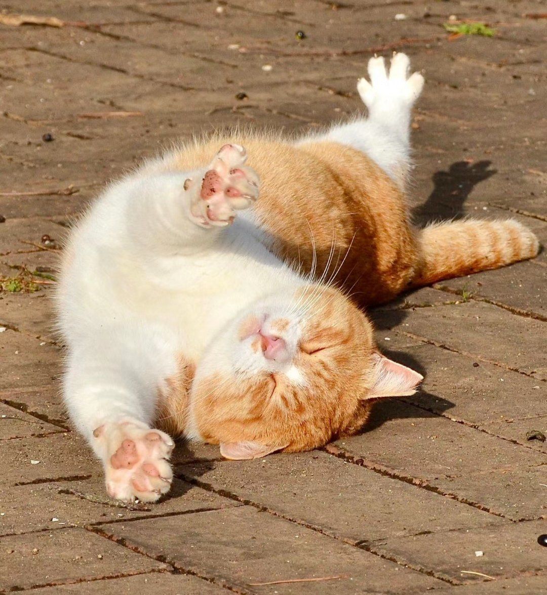 猫猫我呀,伸懒腰喽