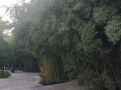 -西安乐游原