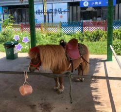 点击看大图 -萌宠亲子动物乐园(槐房万达店)