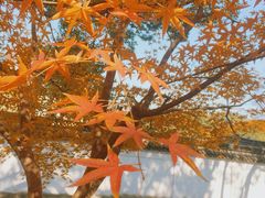 -秋霞圃