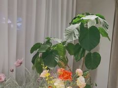 -Tomacado花厨(One ITC店)