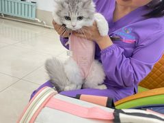 -北京观赏动物医院·24小时大型综合·猫专科·异宠专科